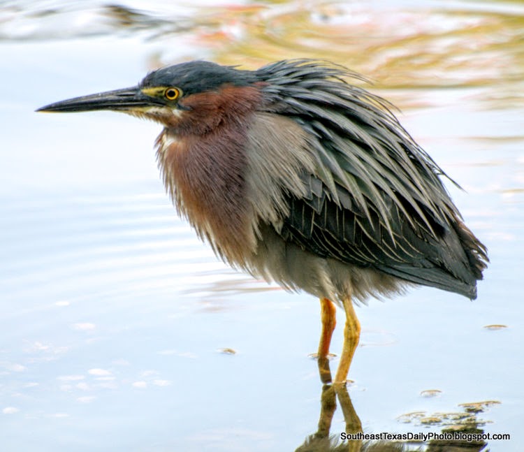 Southeast Texas Daily Photos: Little Green Heron